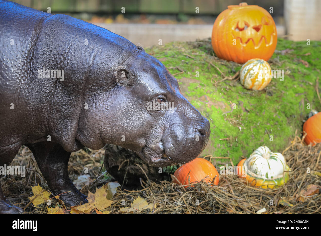 Hippopotamus Eating Zoo High Resolution Stock Photography And Images Alamy