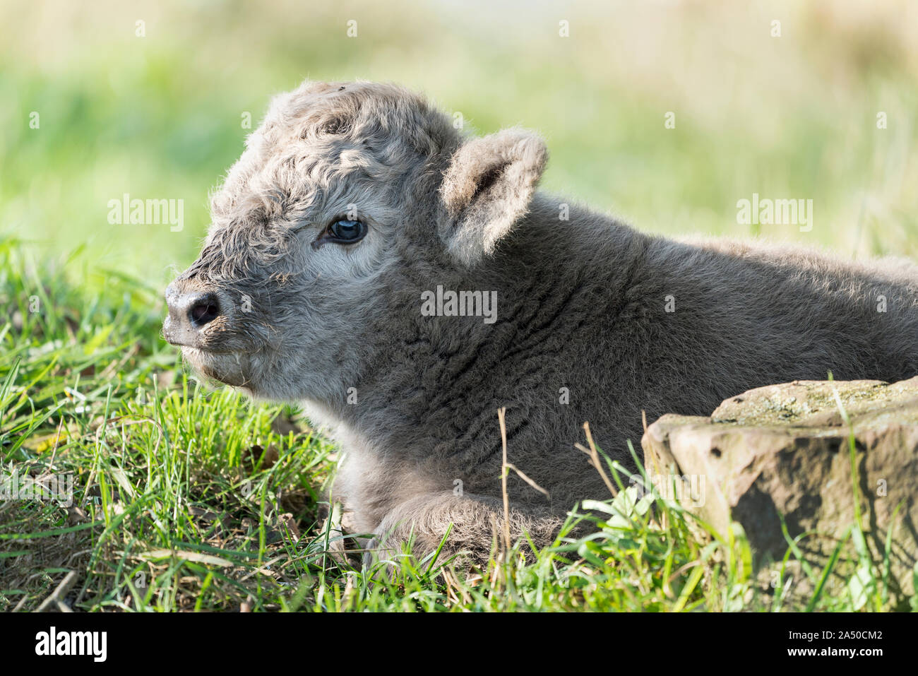 Highland cattle, young calf Stock Photo Alamy