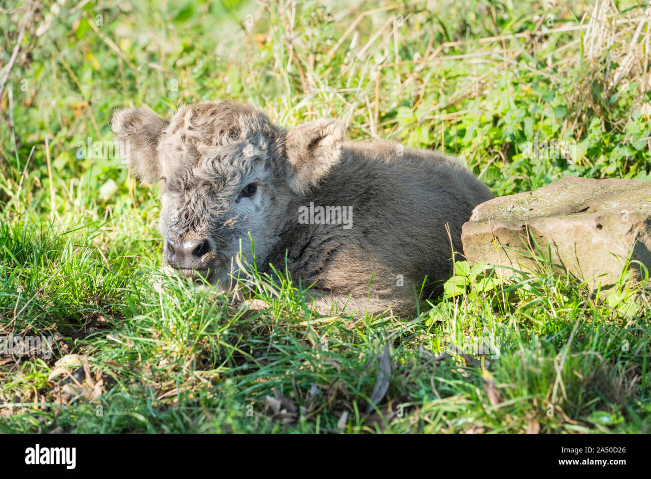 Highland cattle, young calf Stock Photo