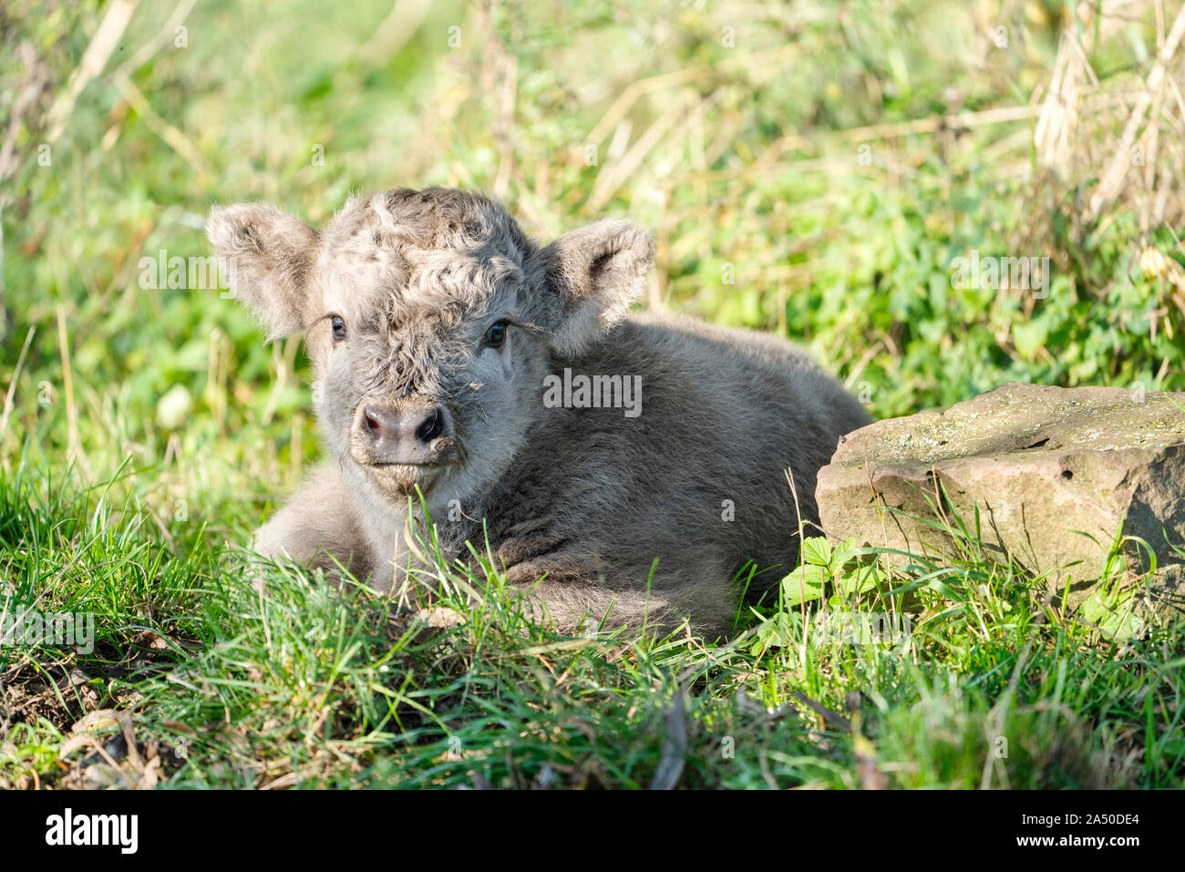 Highland cattle, young calf Stock Photo Alamy