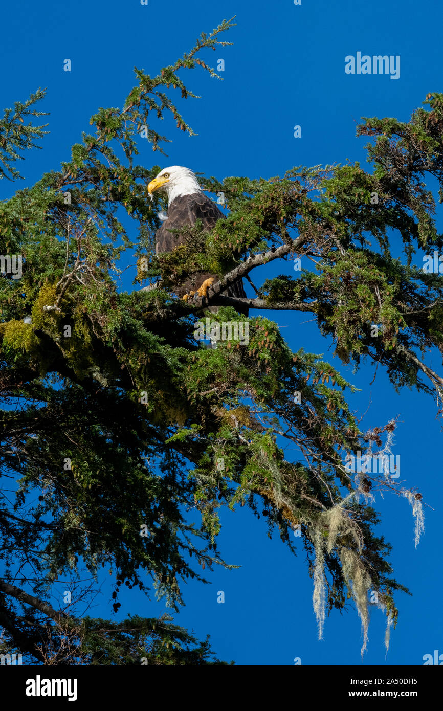 Canada, British Columbia, Great Bear Rainforest. Bald eagle in pine tree. Stock Photo