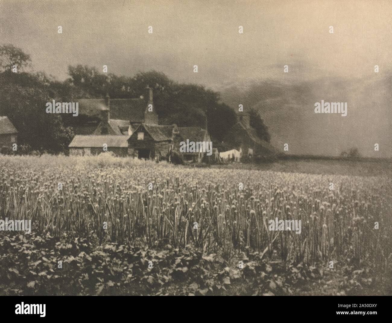 George davison onion field hi-res stock photography and images - Alamy