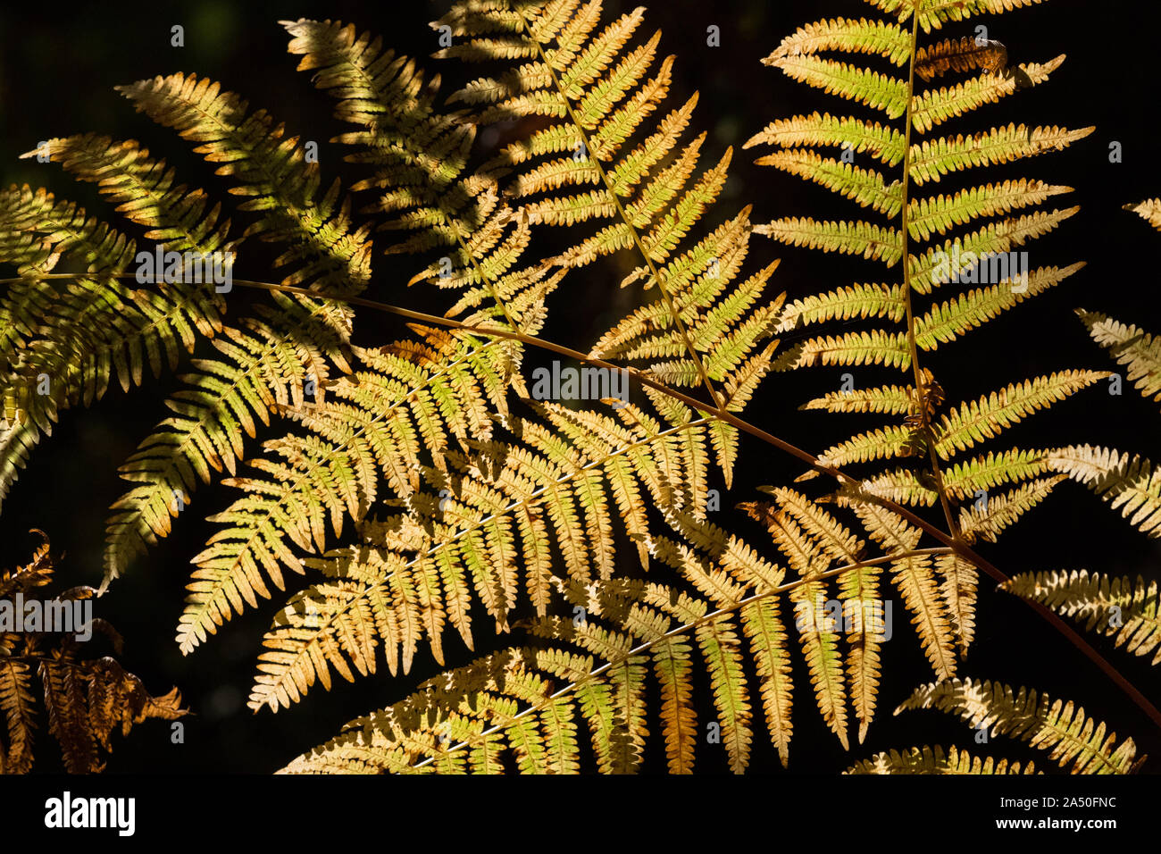 Sunlight fern leaf hi-res stock photography and images - Alamy