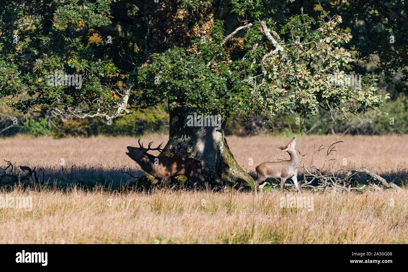 Red stag deer and young doe under a large old tree durring rutting season in Killarney national park Stock Photo