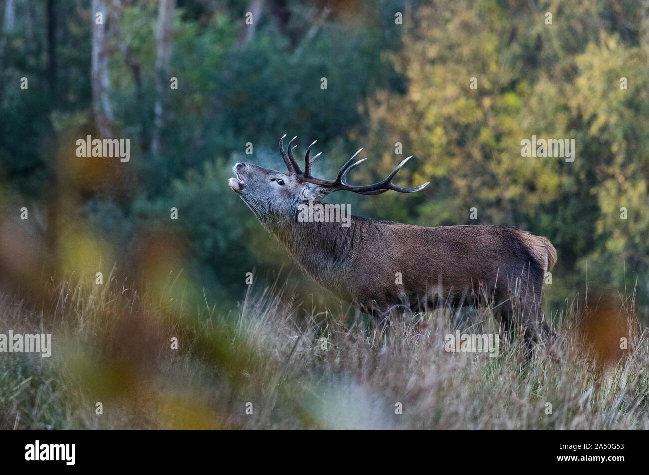 Dominant red stag deer roaring in the morning during autumn rutting season Stock Photo