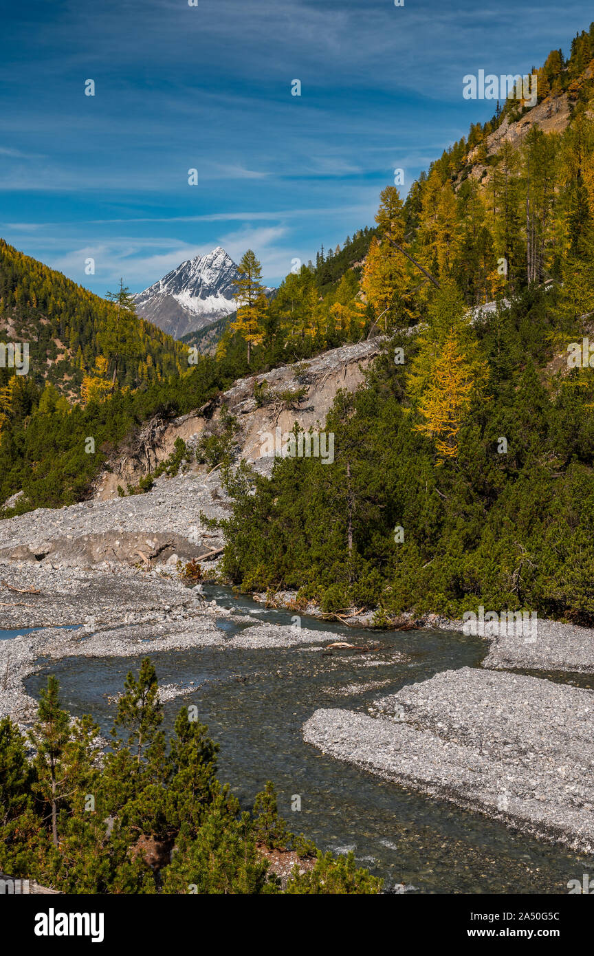 wild, untamed river and larches in Val Cluozza with Piz Linard in Swiss National Park Stock Photo