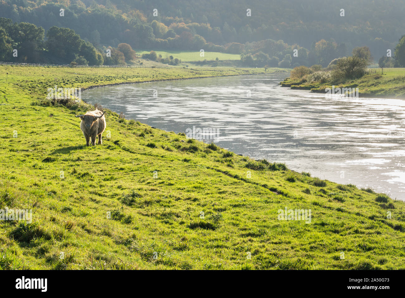 Highland cattle, Oberweser, Weser Uplands, Weserbergland, Hesse, Germany Stock Photo