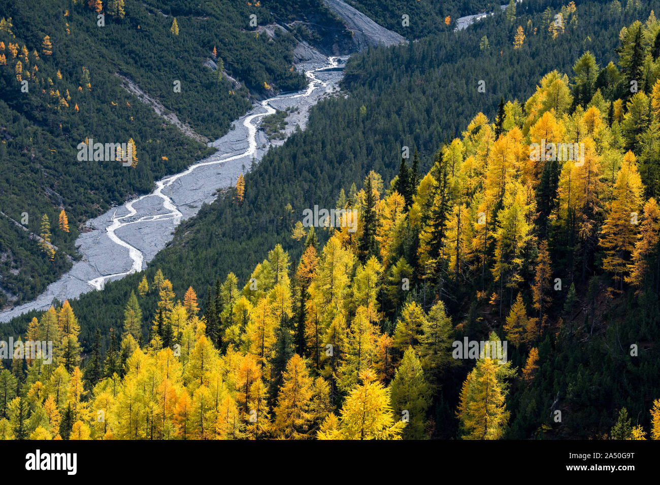 wild, untamed river and larches in Val Cluozza in Swiss National Park Stock Photo