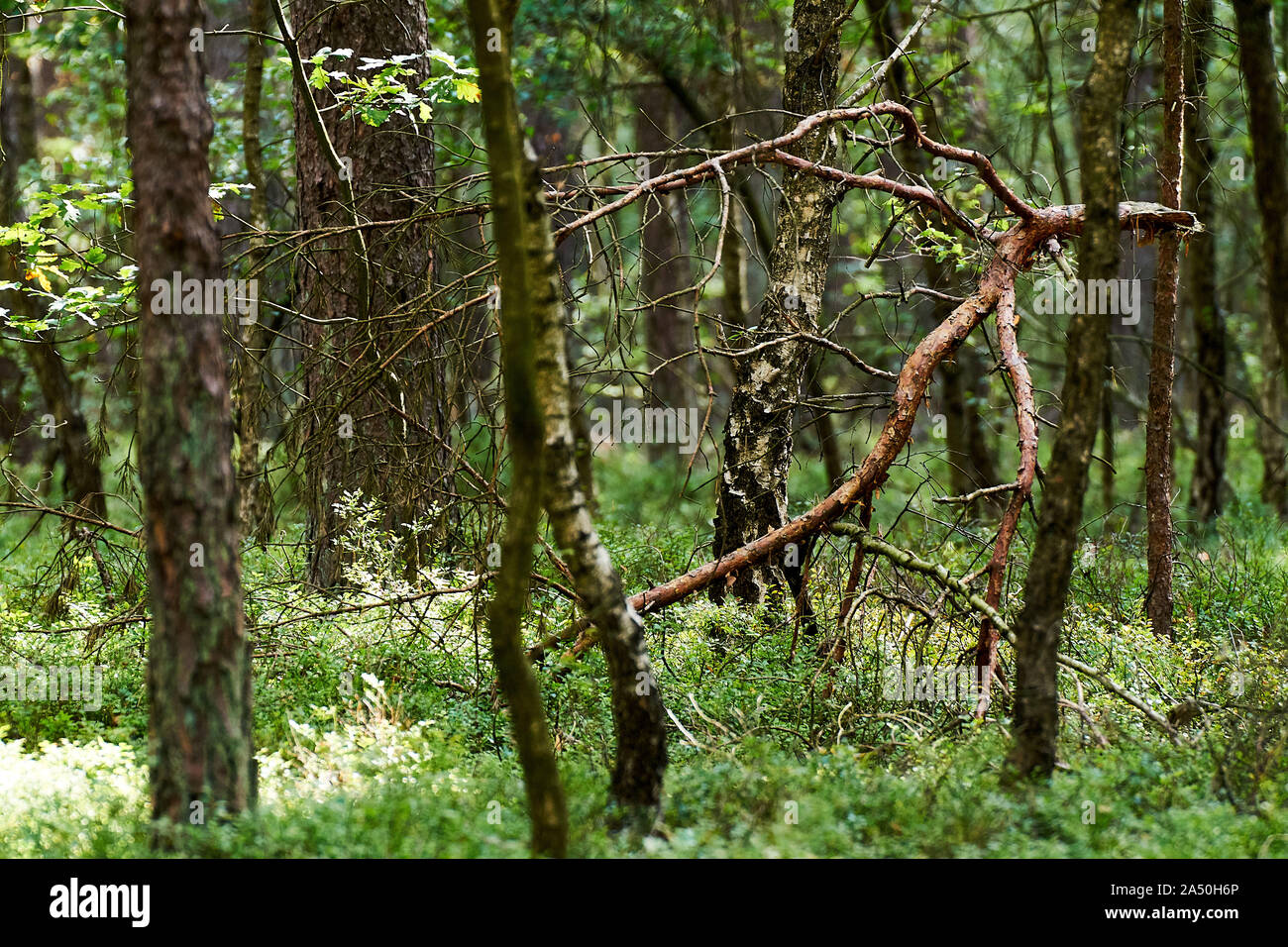 Sun light shining through birches Stock Photo