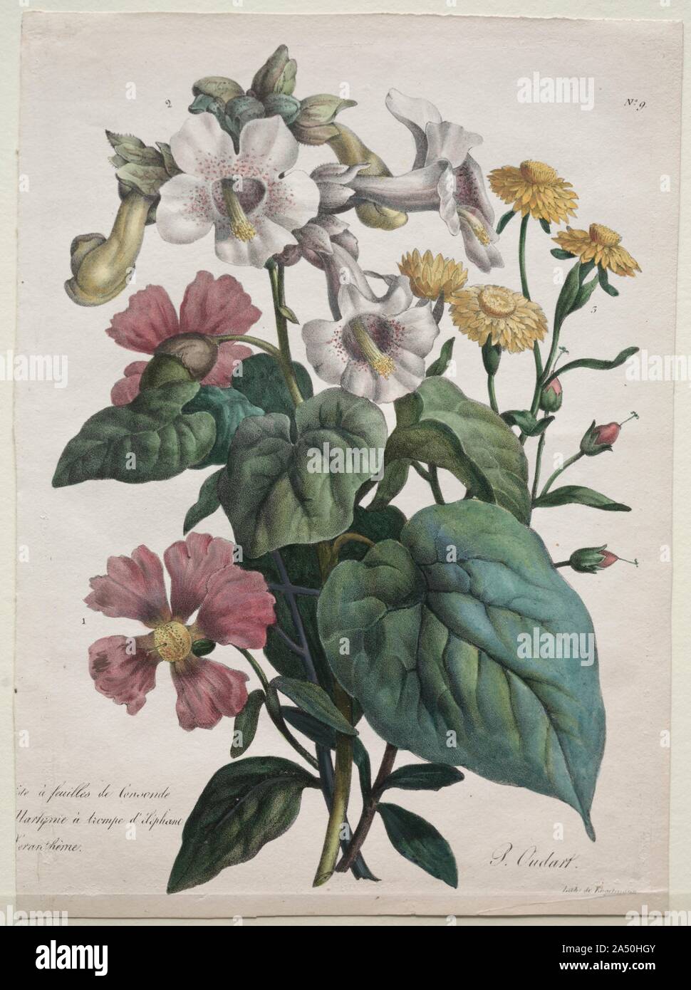 Cours dHistoire Naturelle, contenant les principales esp&#xe8;ces du r&#xe8;gne animal, class&#xe9;es methodiquemenet: Martynia or Unicorn Plant, 1825. Stock Photo