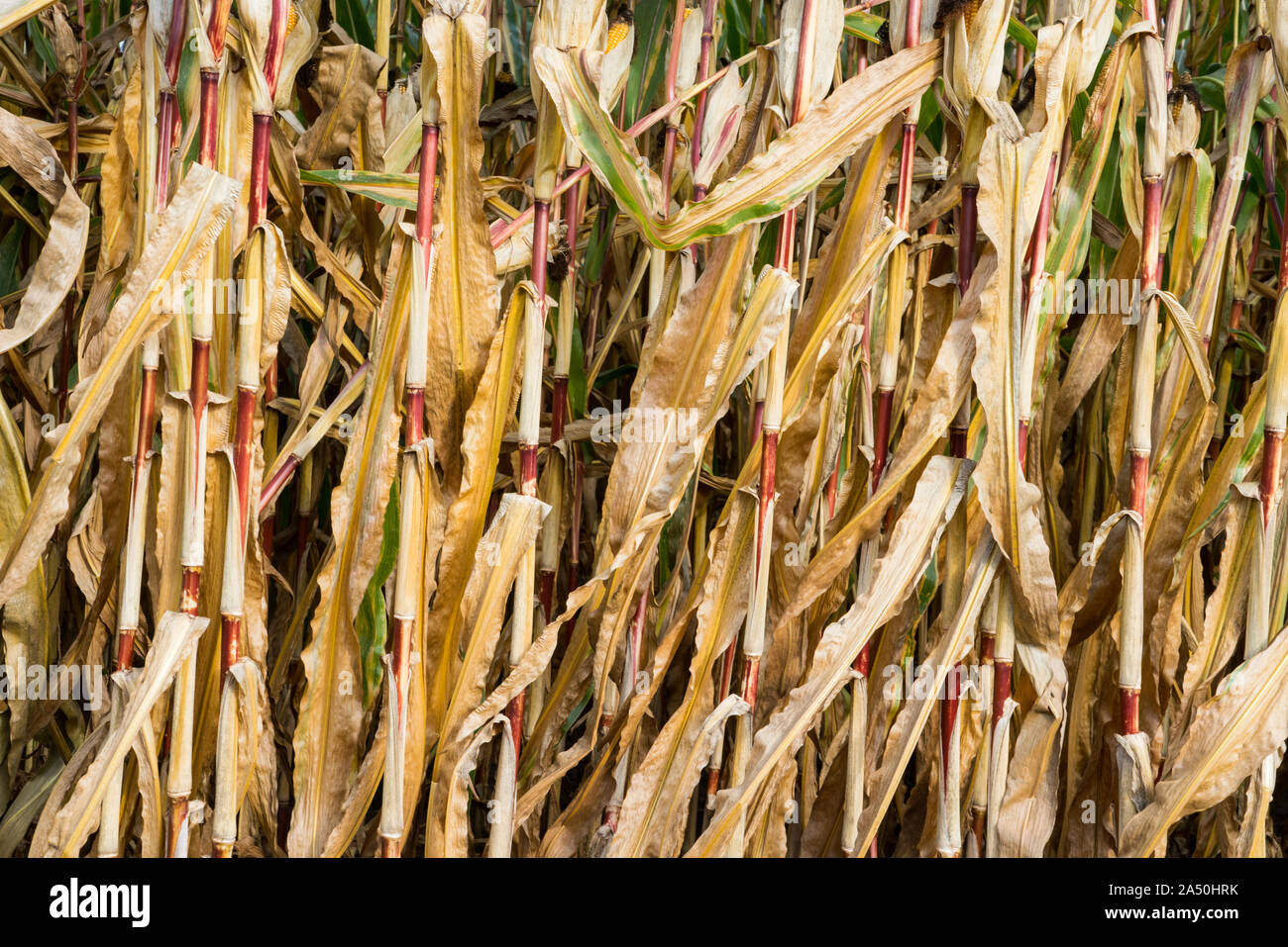 Ripe cornfield in October, animal feed, Oberweser, Weser Uplands, Hesse, Germany, Europe Stock Photo