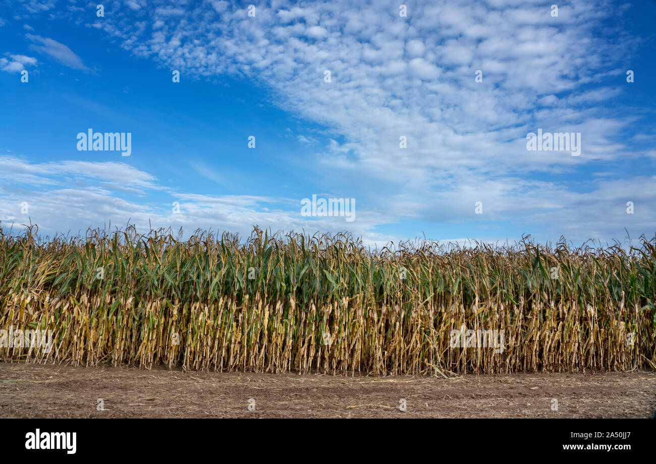 Ripe cornfield in October, animal feed, Oberweser, Weser Uplands, Hesse, Germany, Europe Stock Photo