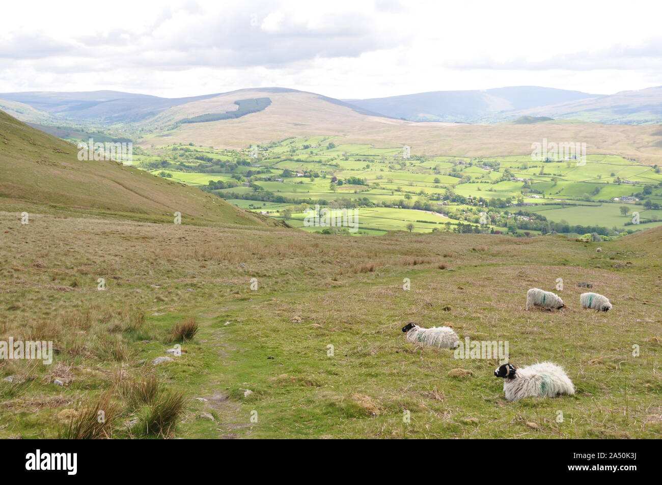 Sheep on lower slopes of Winder, cumbria Stock Photo