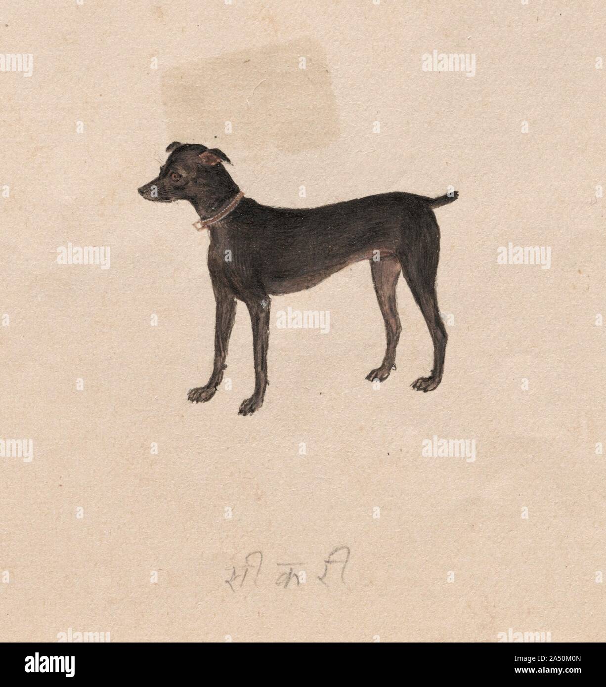 Dog 1800s hires stock photography and images Alamy