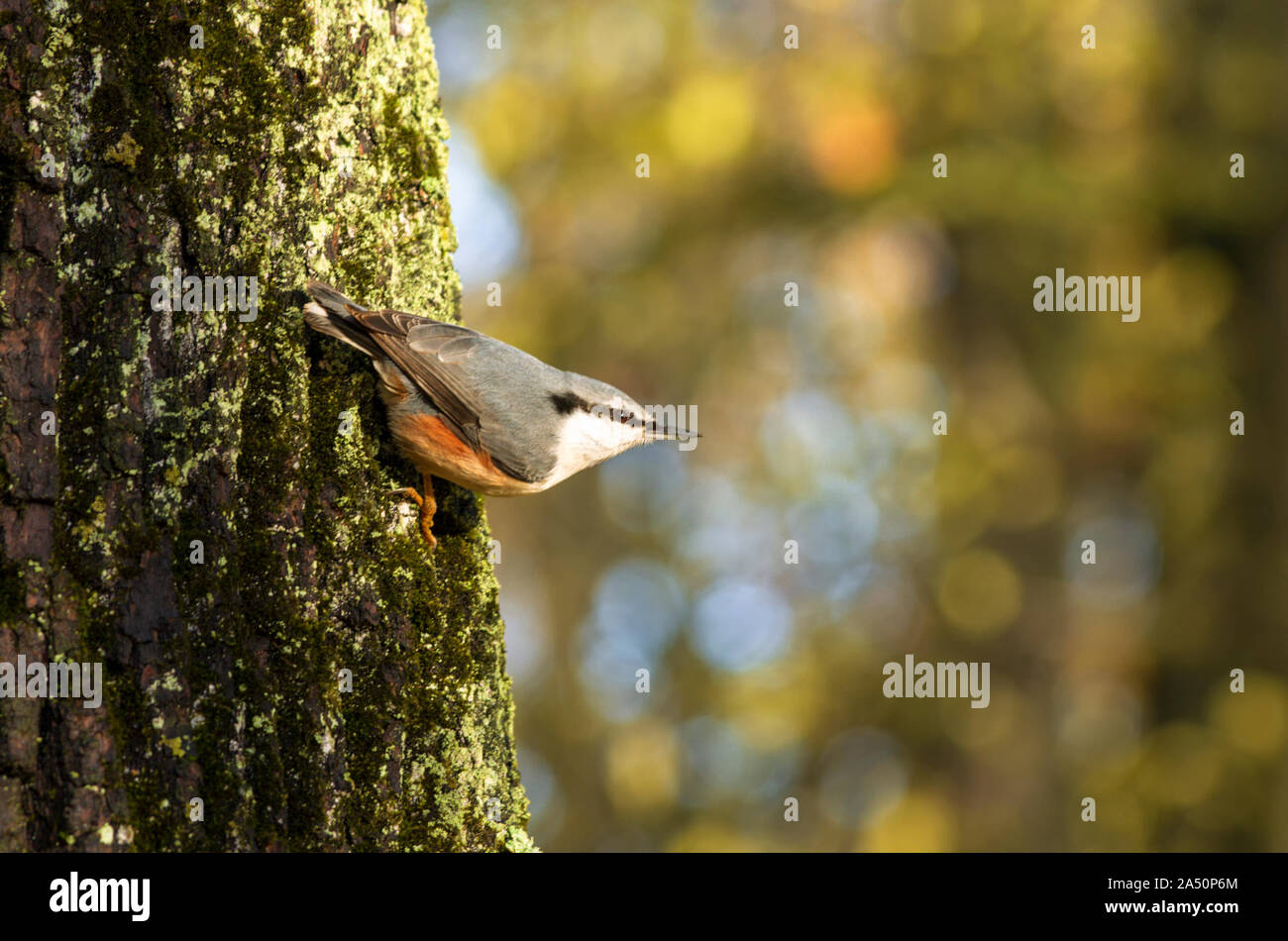 Nuthatch extended its beak clinging to the bark of a large tree trunk against a beautiful blurred background in the autumn Stock Photo