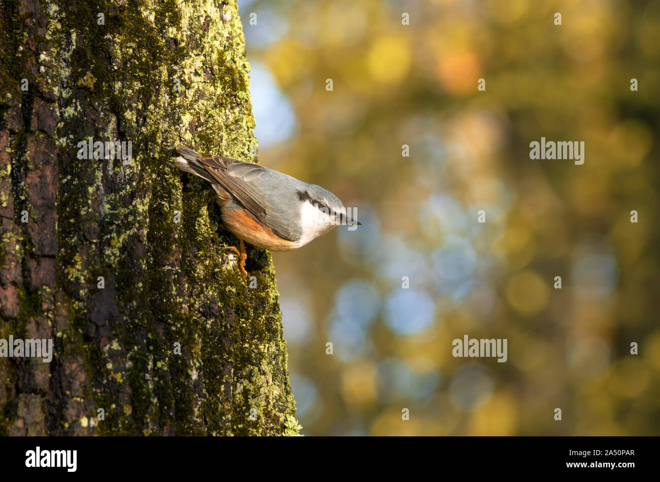 During Indian summer nuthatch stares intently clinging to the mossy bark of a tree on the background of beautiful bokeh Stock Photo
