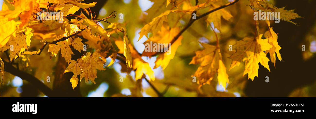 Designer Maple Leaves High Resolution Stock Photography and Images - Alamy