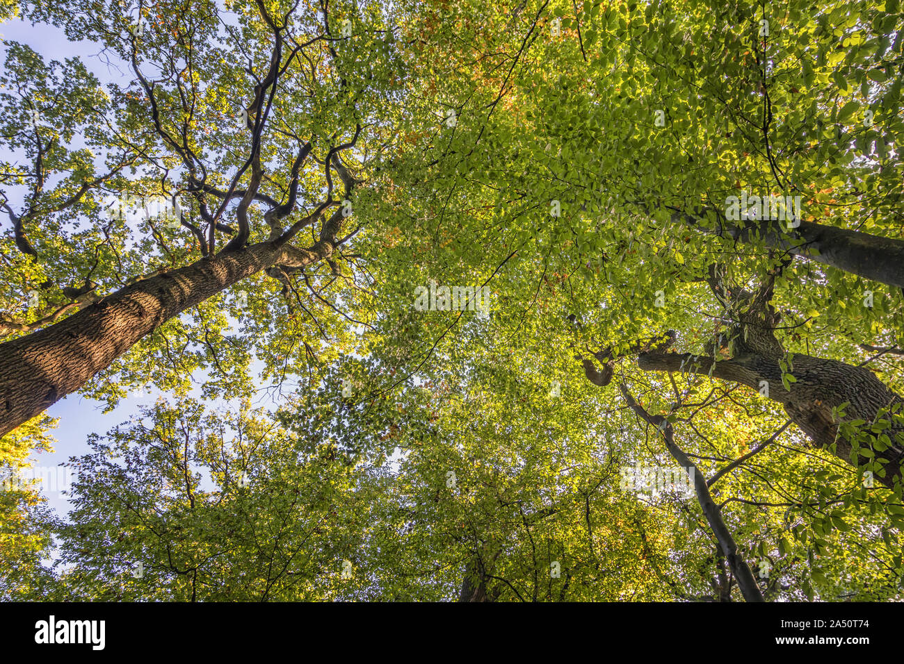 Summer forest trees nature hi-res stock photography and images - Alamy
