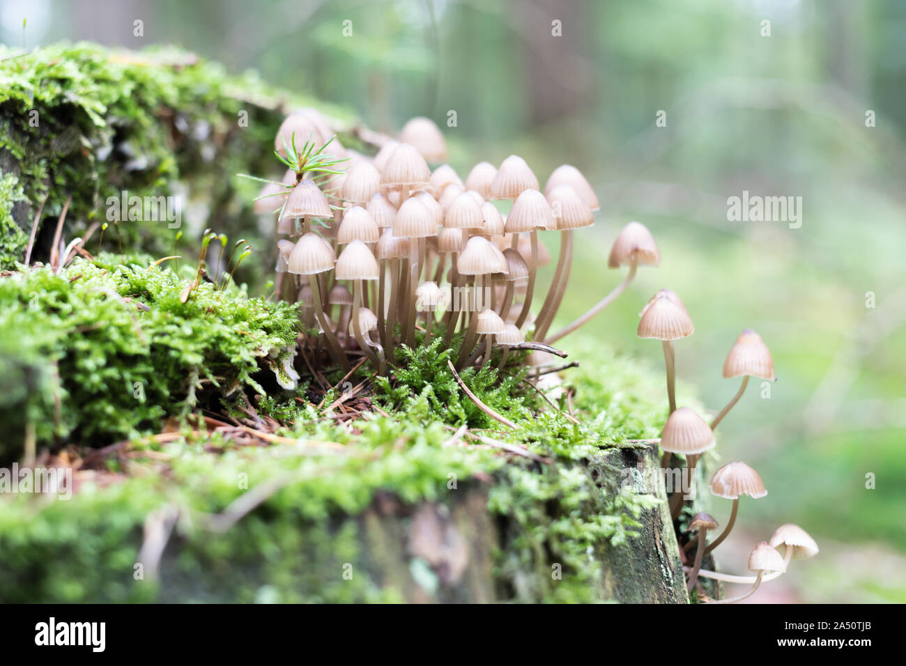 mycena mushrooms on a mossy tree stump Stock Photo