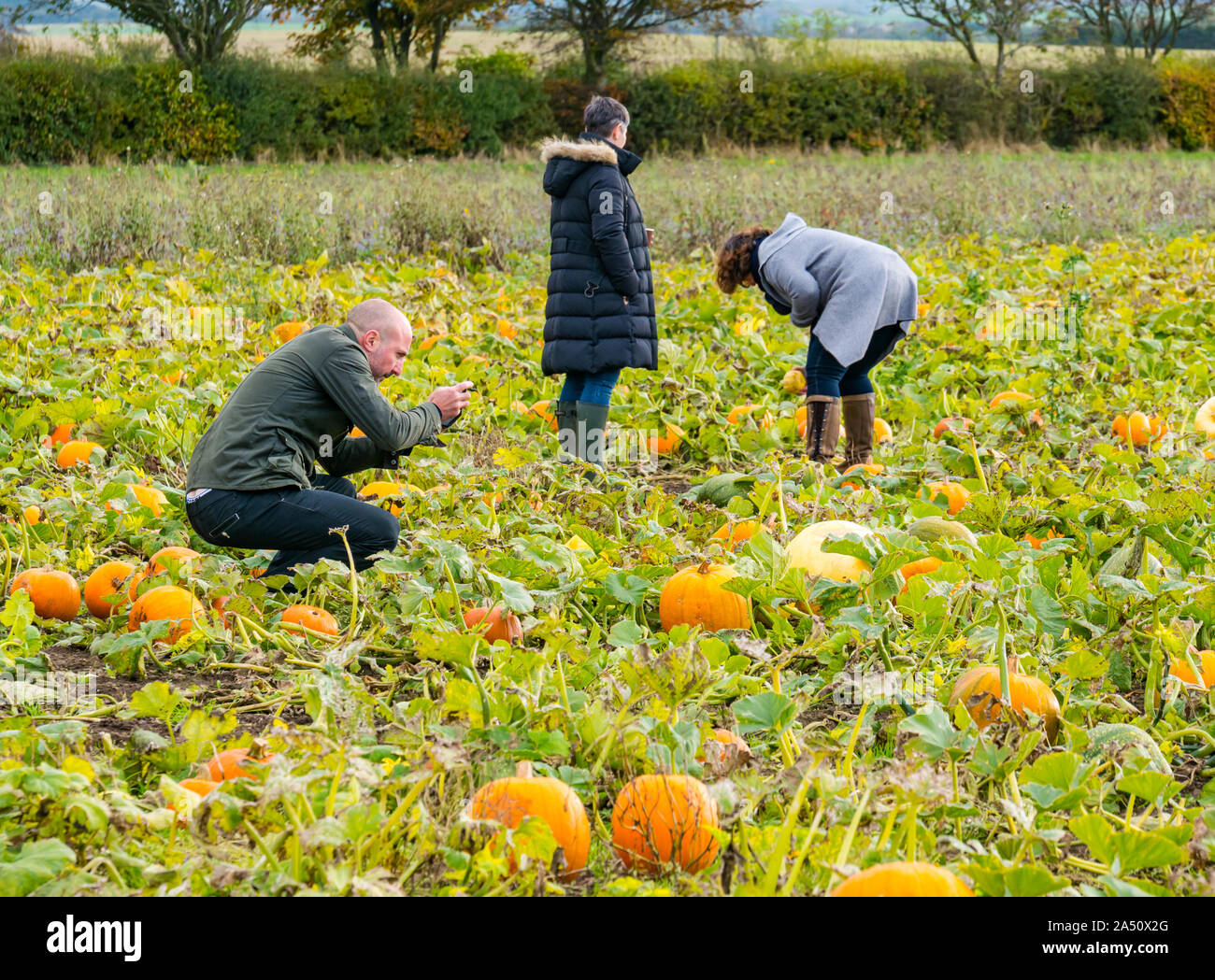Kilduff Farm, East Lothian, Scotland, United Kingdom, 17 October 2019. Pumpkin Patch The pick