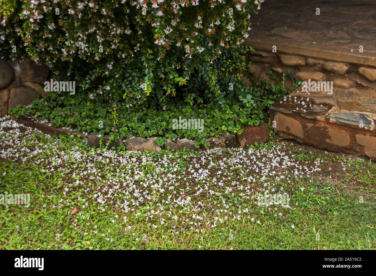 Garden facilities in Sabie after a night rain, South Africa