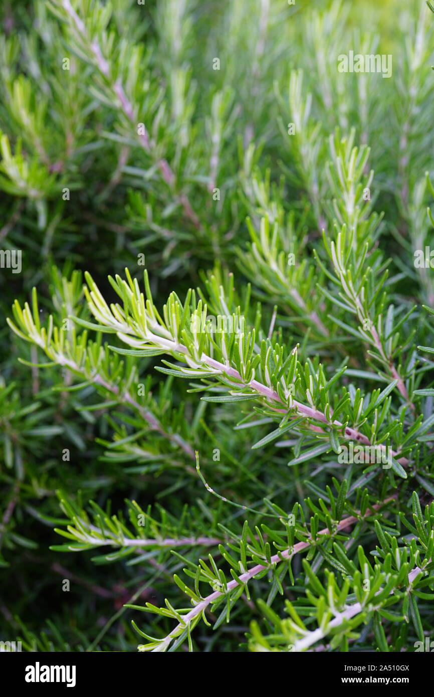 Fresh rosemary plant garden border Stock Photo Alamy