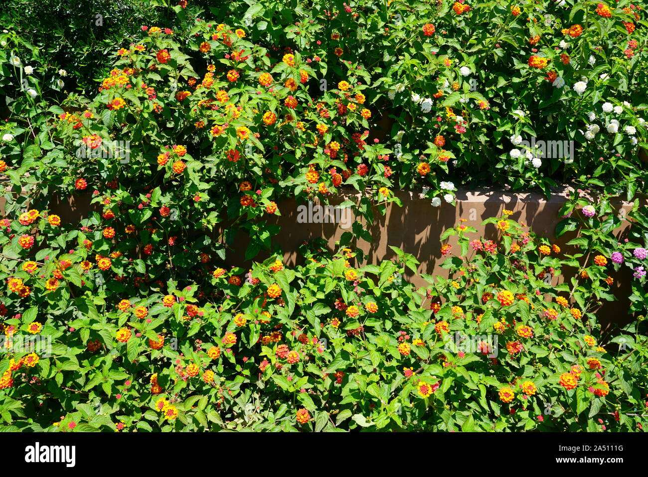 Yellow, orange and pink lantana flowers growing in the garden Stock