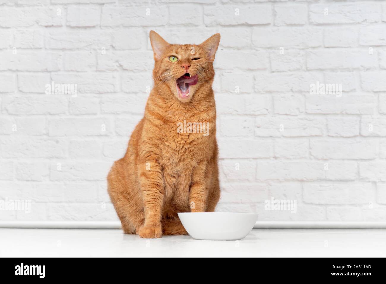 Funny ginger cat licking his face next to a white food dish. Stock Photo