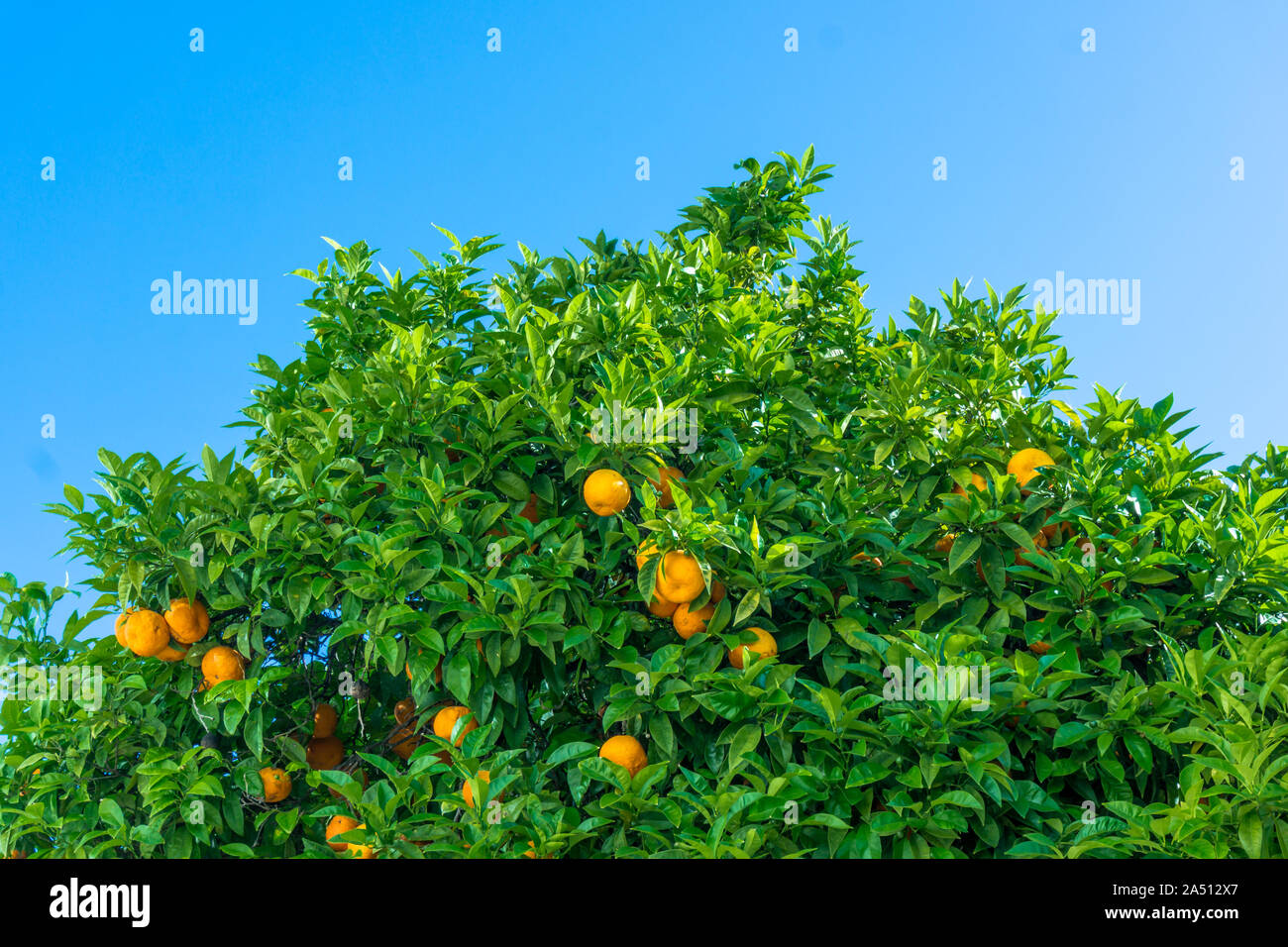 Clementine trees citrus reticulata hires stock photography and images