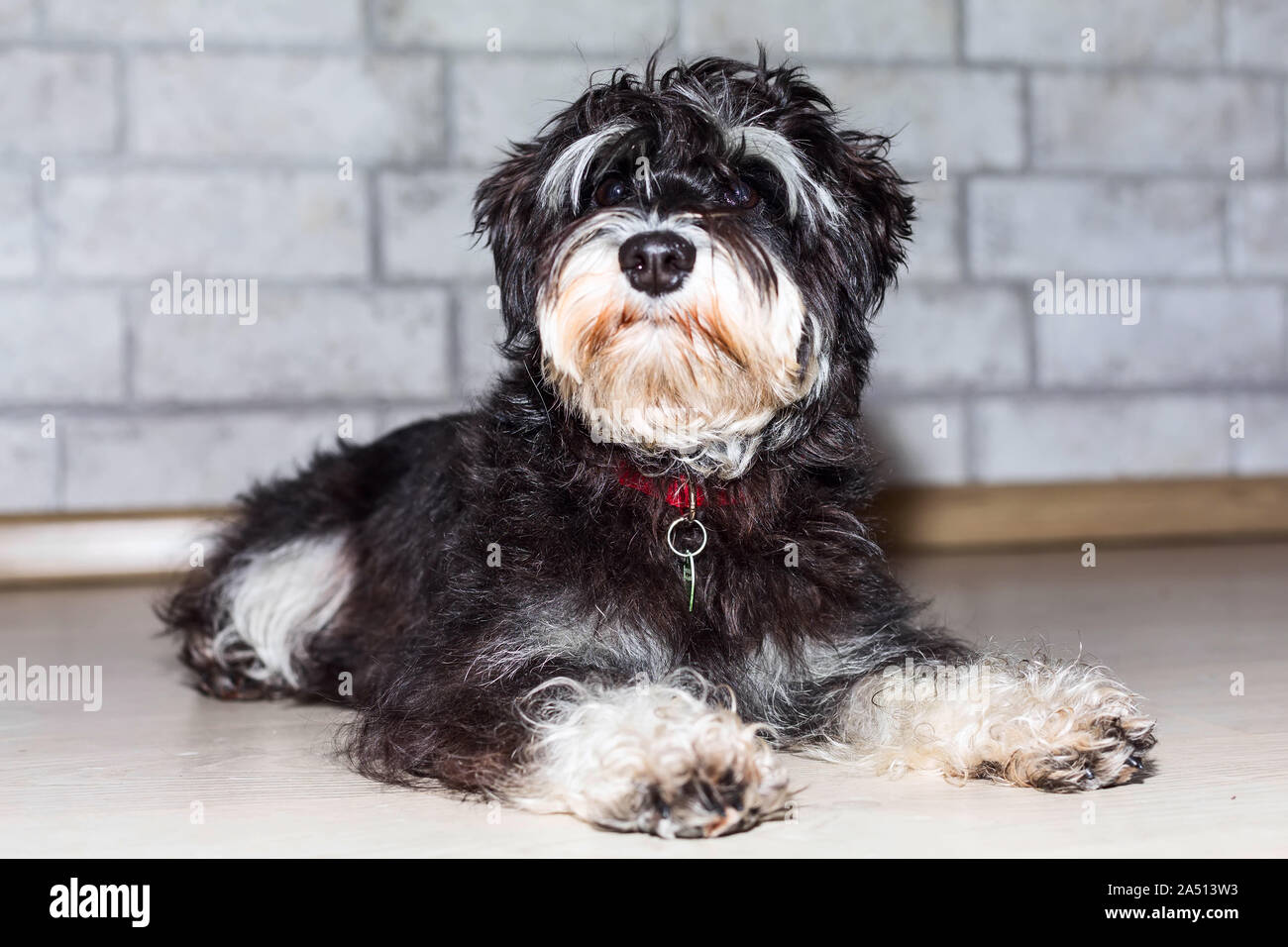 Miniature schnauzer cute black and silver puppy lying, close-up portrait at home Stock Photo
