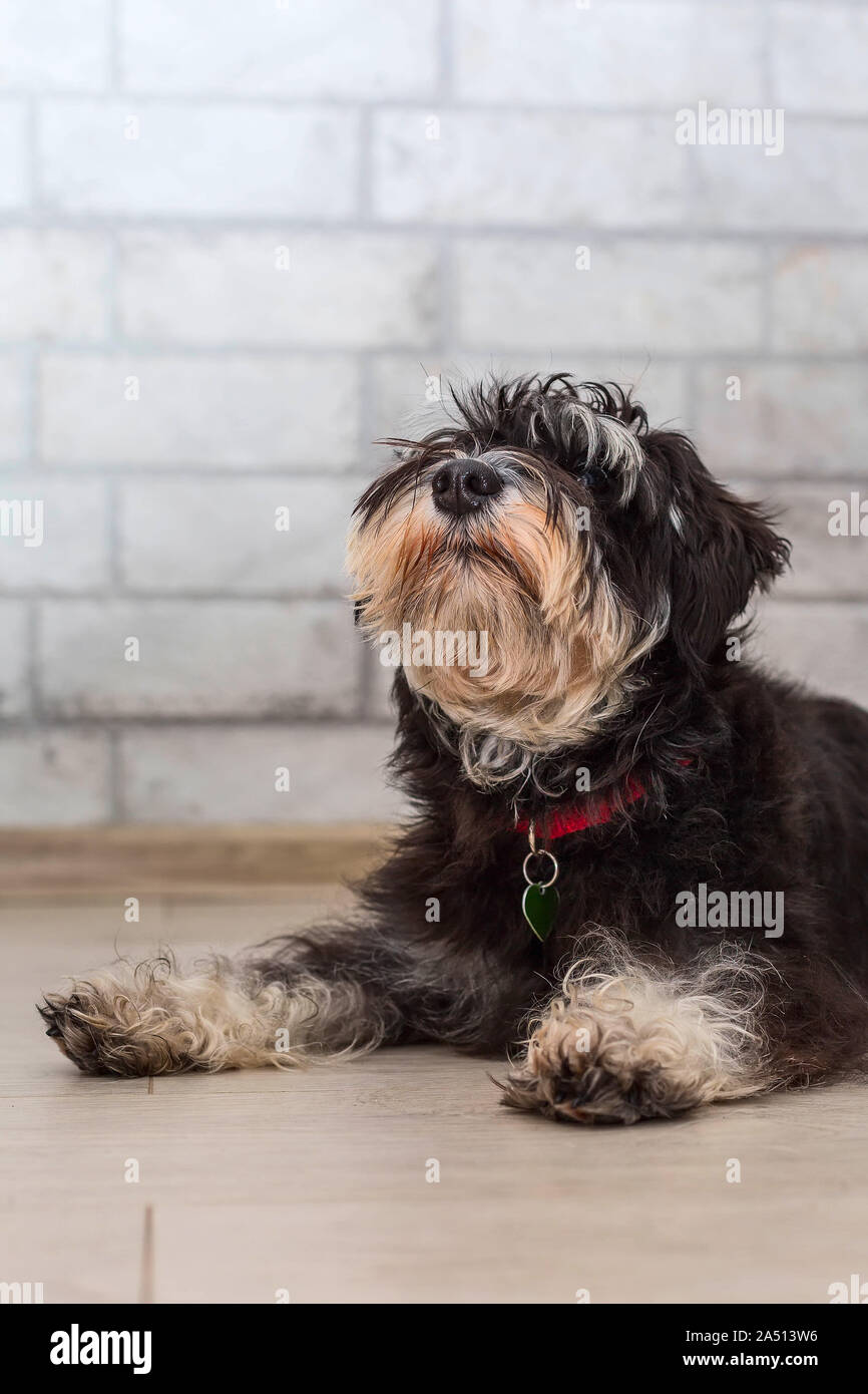 Miniature schnauzer cute black and silver puppy lying, close-up portrait at home Stock Photo