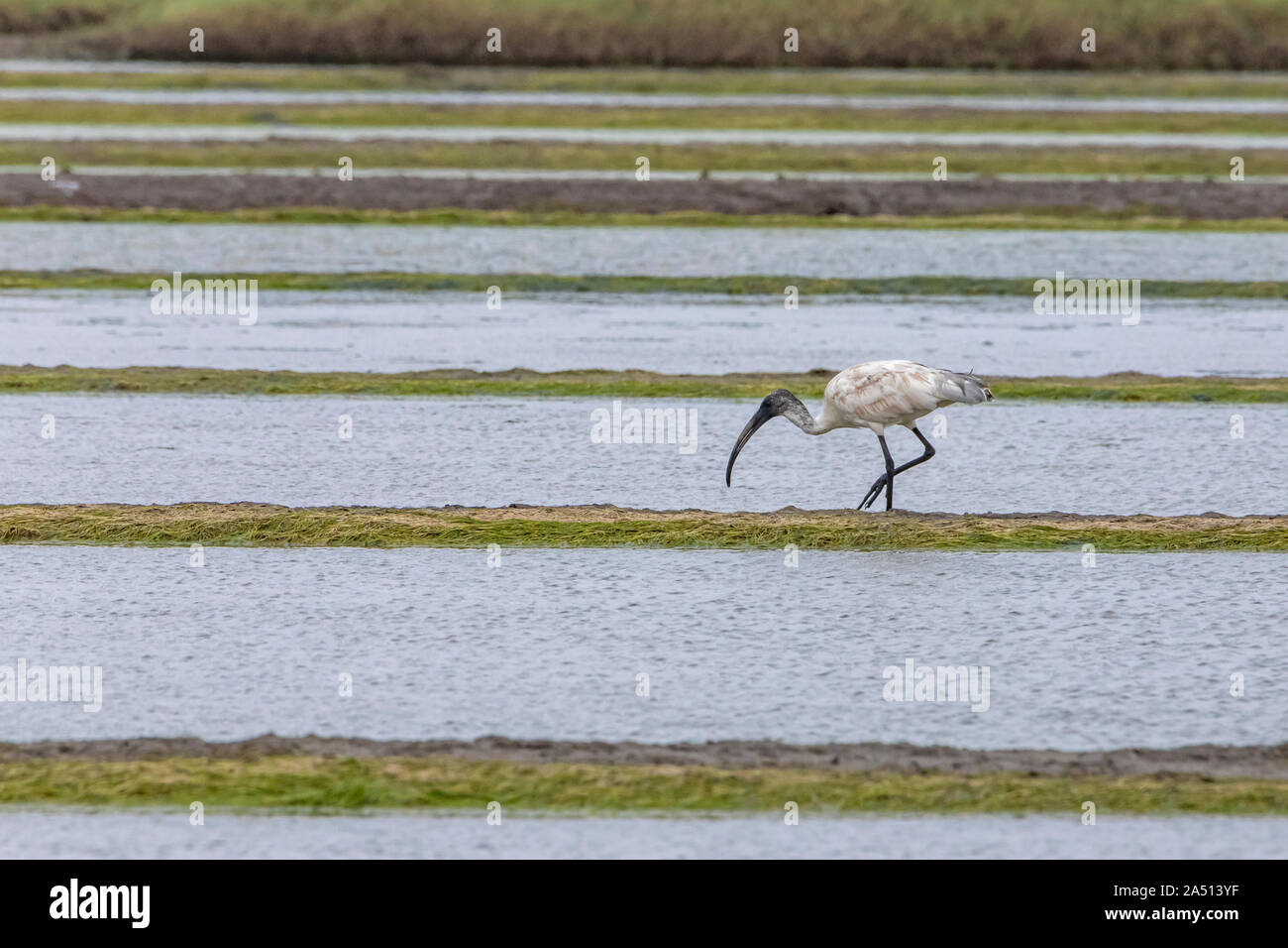 Bassein vasai hi-res stock photography and images - Alamy