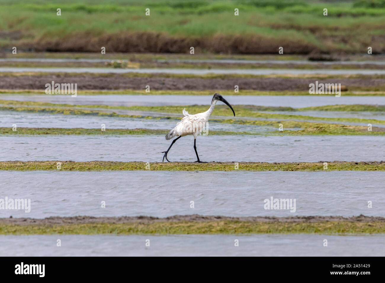 Bassein vasai hi-res stock photography and images - Alamy