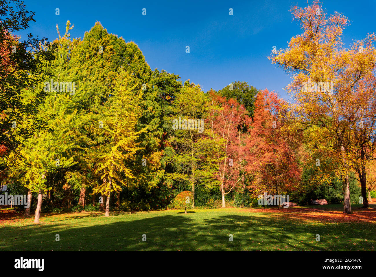 autumn landscape with golden trees in a city park Stock Photo - Alamy