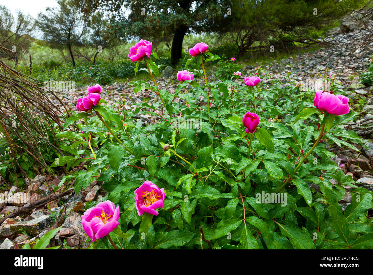 PEONY (Paeonia broteri), Monfrague National Park, Caceres, Extremadura, Spain, Europe Stock Photo