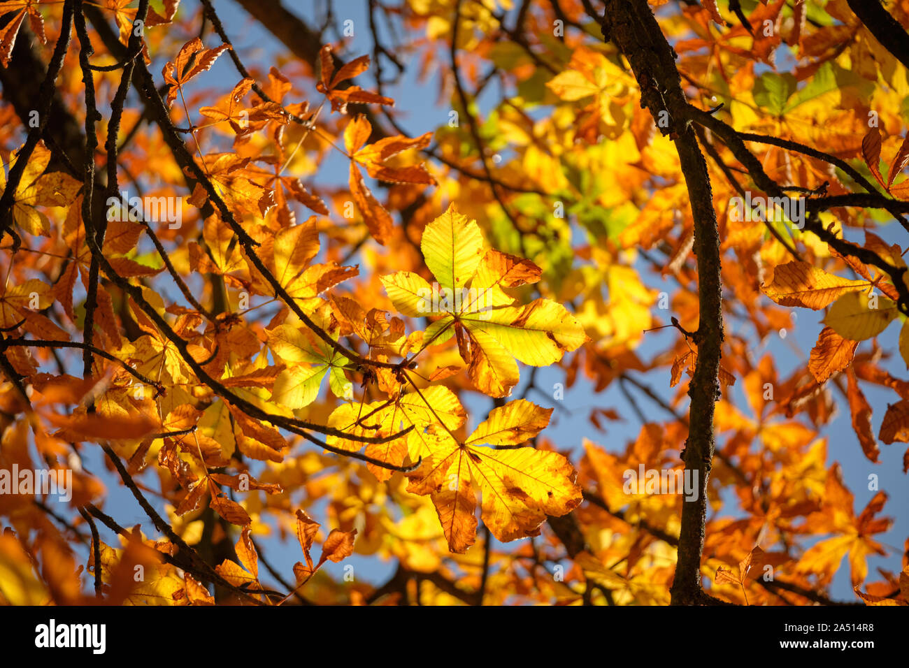 Bright autumnal background with colorful leaves of a chestnut tree seen from below against the blue sky on a beautiful sunny autumn day in October in Stock Photo