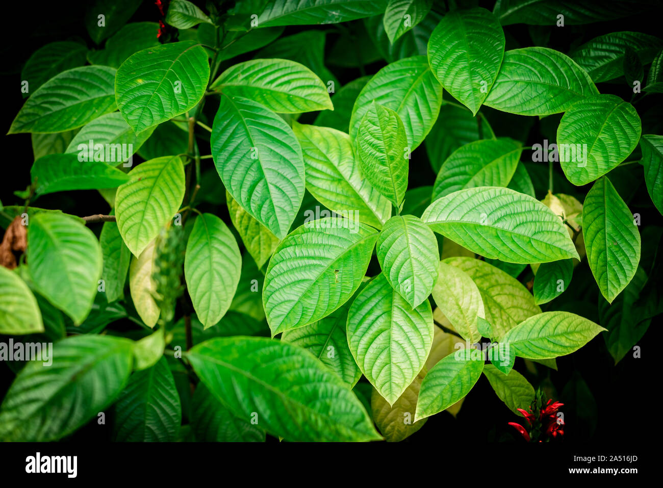 tropical green leaf. tropical rainforest Stock Photo - Alamy