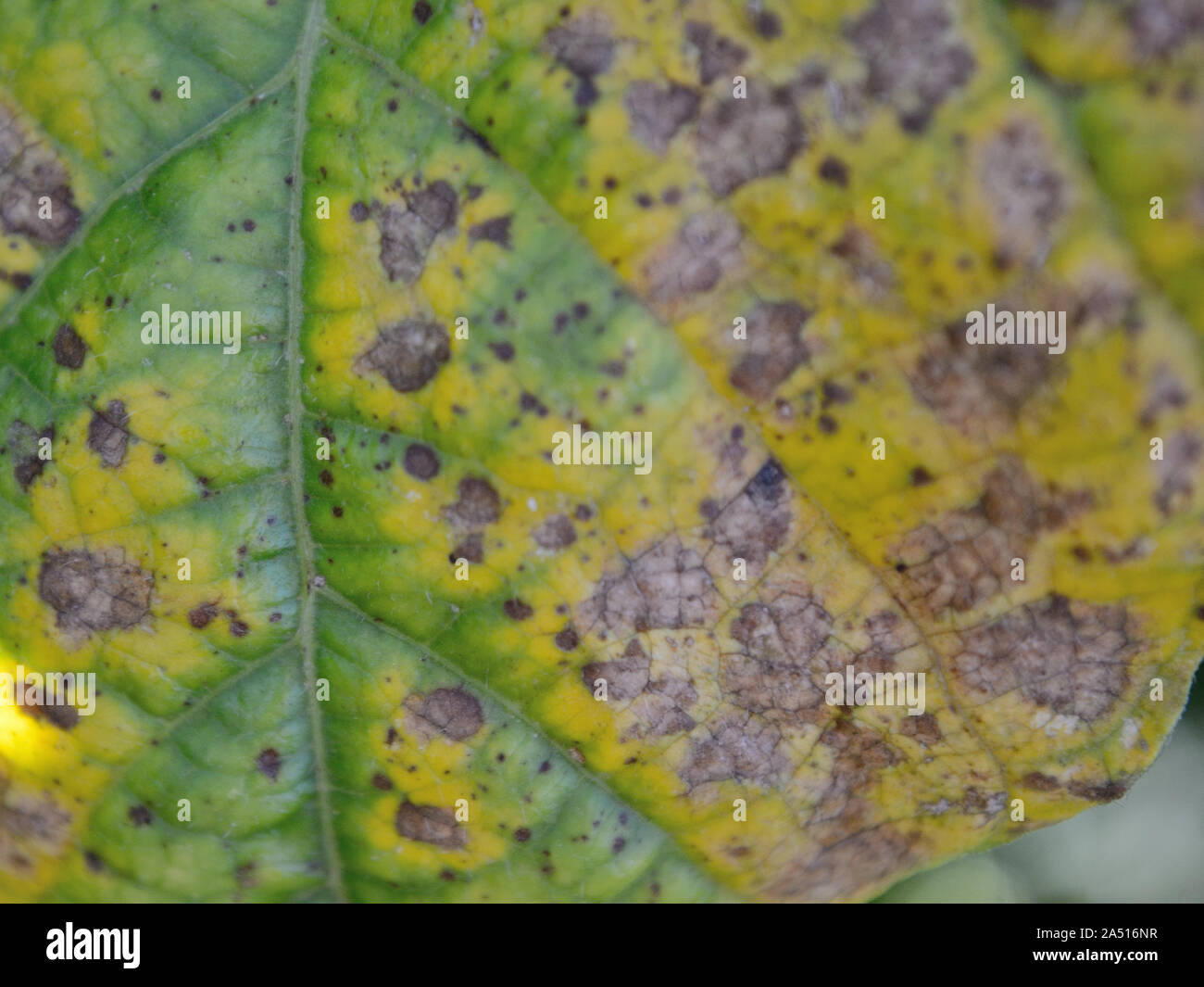 Bacterial blight on bean leaf, Pseudomonas syringae Stock Photo - Alamy