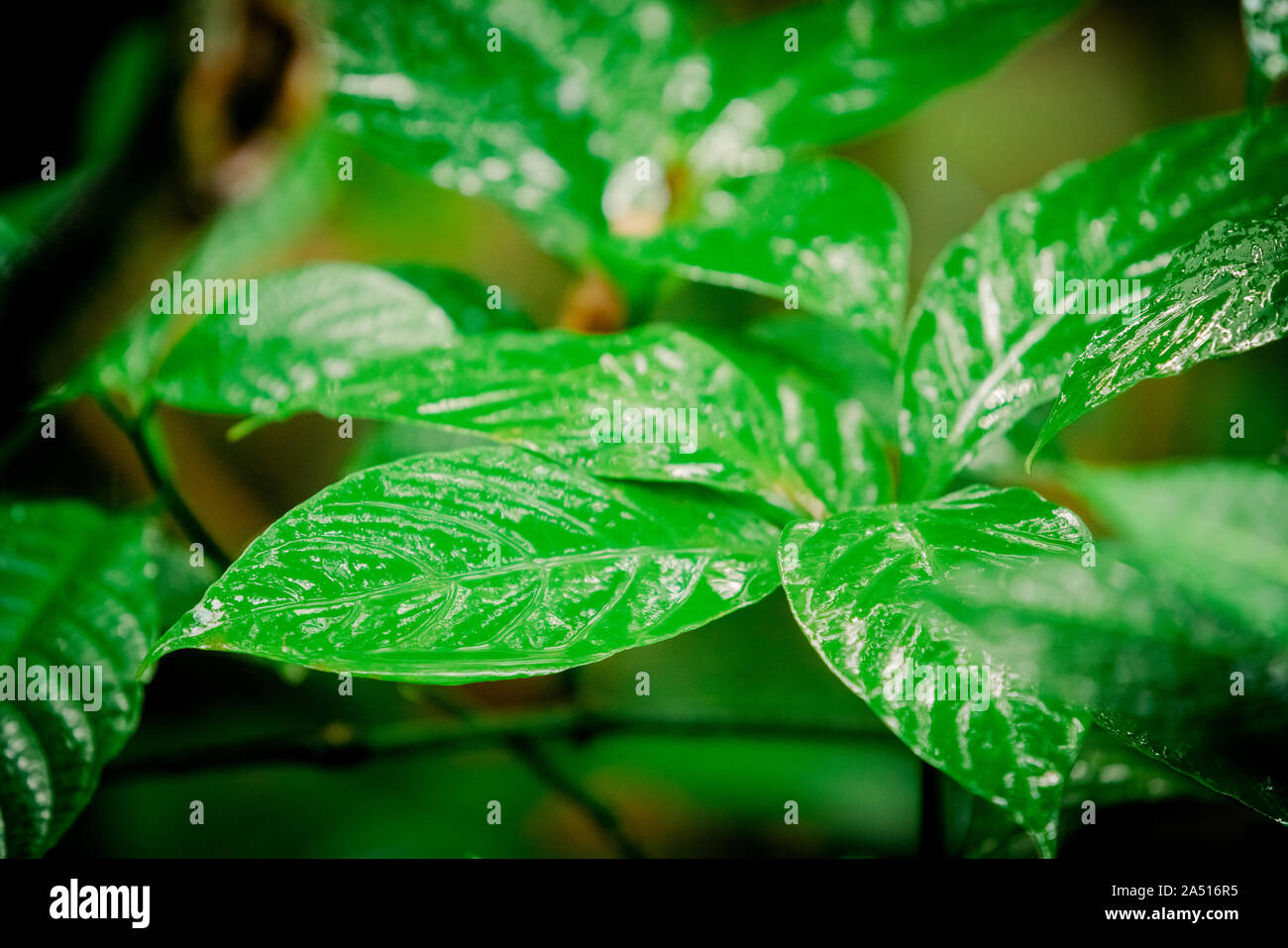 tropical green leaf. tropical rainforest Stock Photo - Alamy