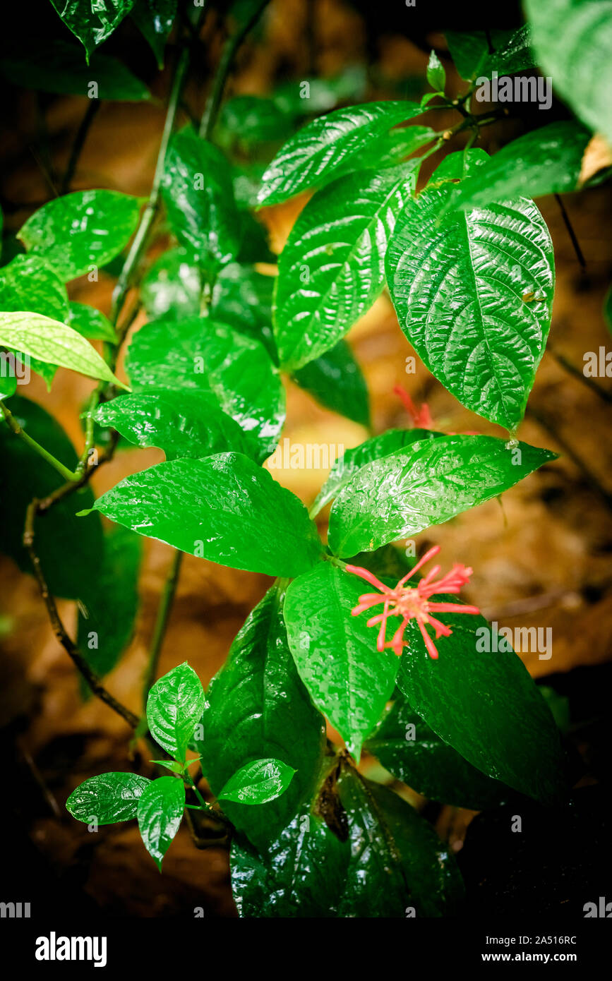 tropical green leaf. tropical rainforest Stock Photo - Alamy
