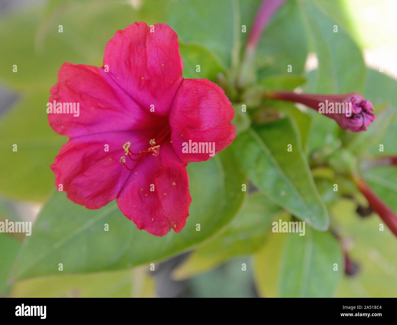 Close up of four o'clock flower, marvel of Peru, Mirabilis jalapa Stock ...