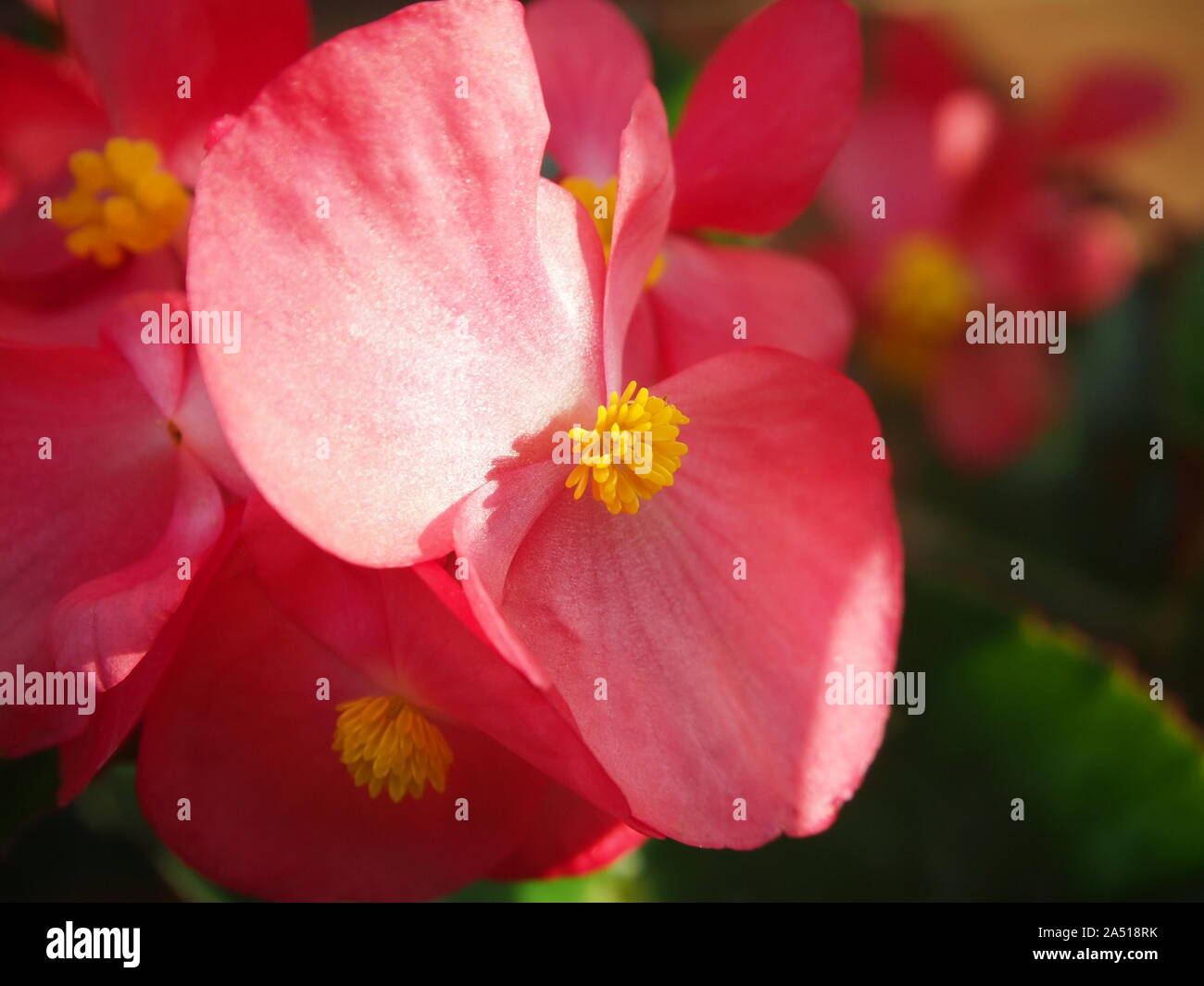 Pink begonia flower with yellow stamens, leaves in the background Stock Photo