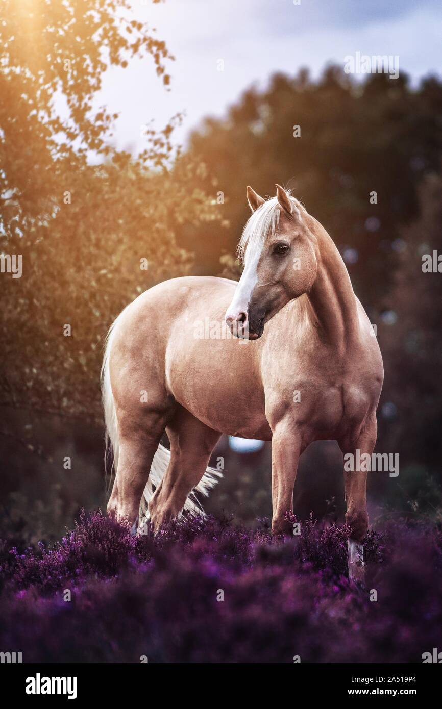 German Riding Pony Stock Photo Alamy