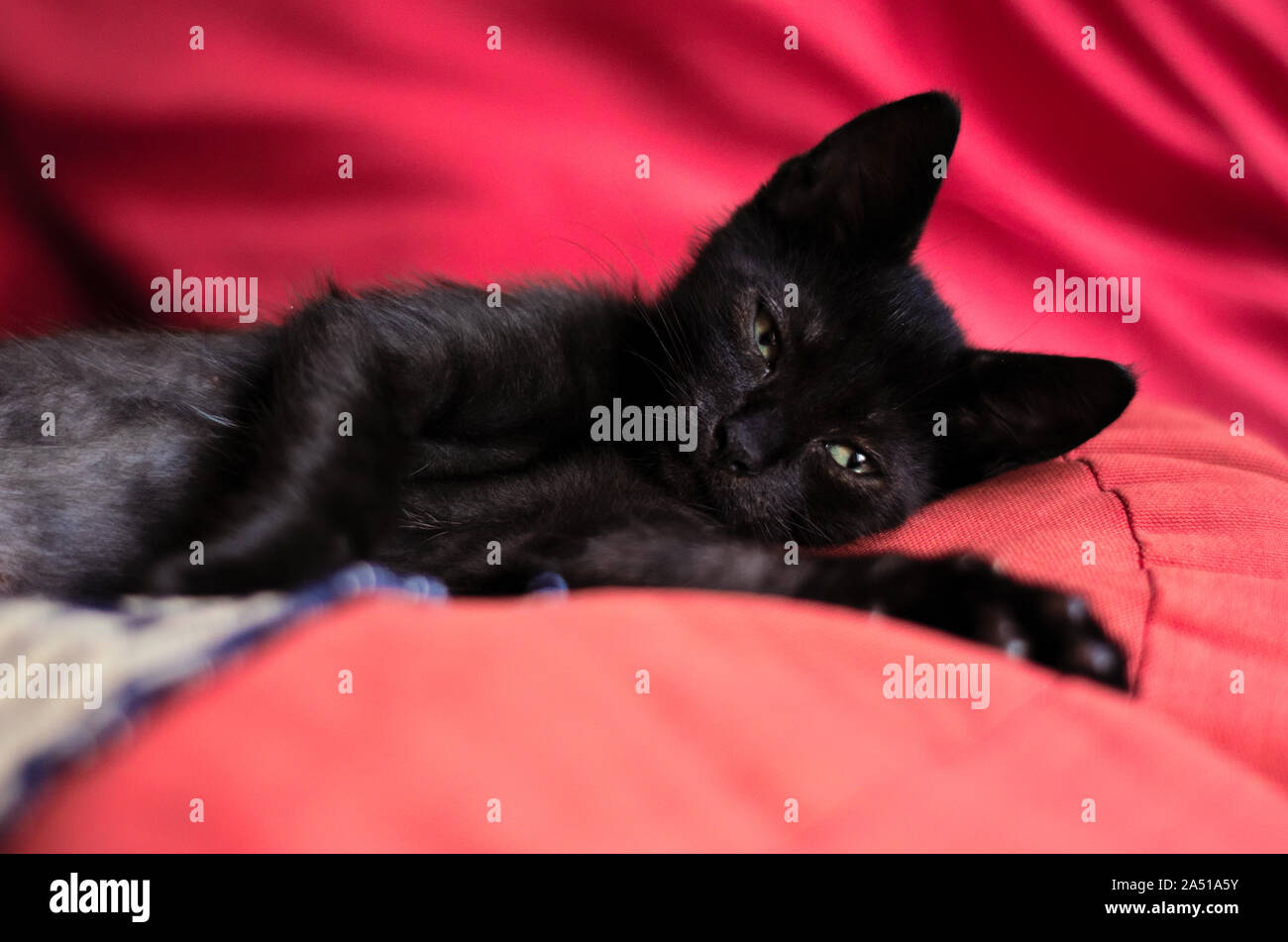 Lovely black kitten laying on red pillows Stock Photo
