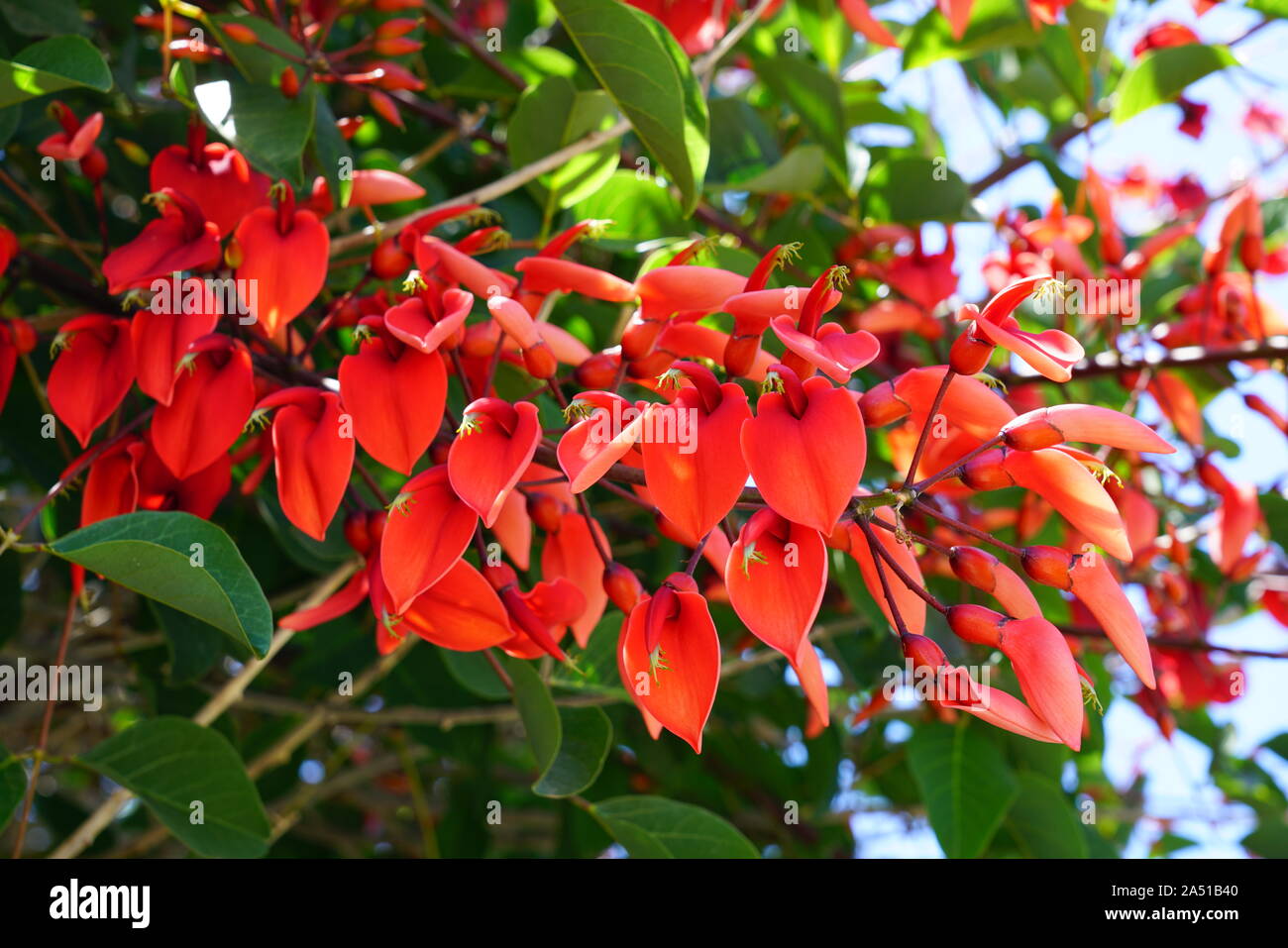 View of the red flowers of the Erythrina tree Stock Photo