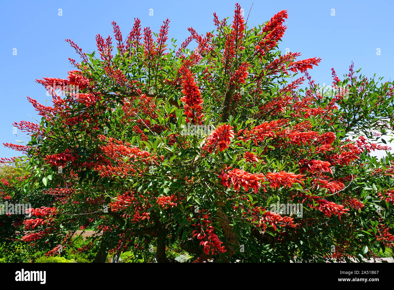 View of the red flowers of the Erythrina tree Stock Photo