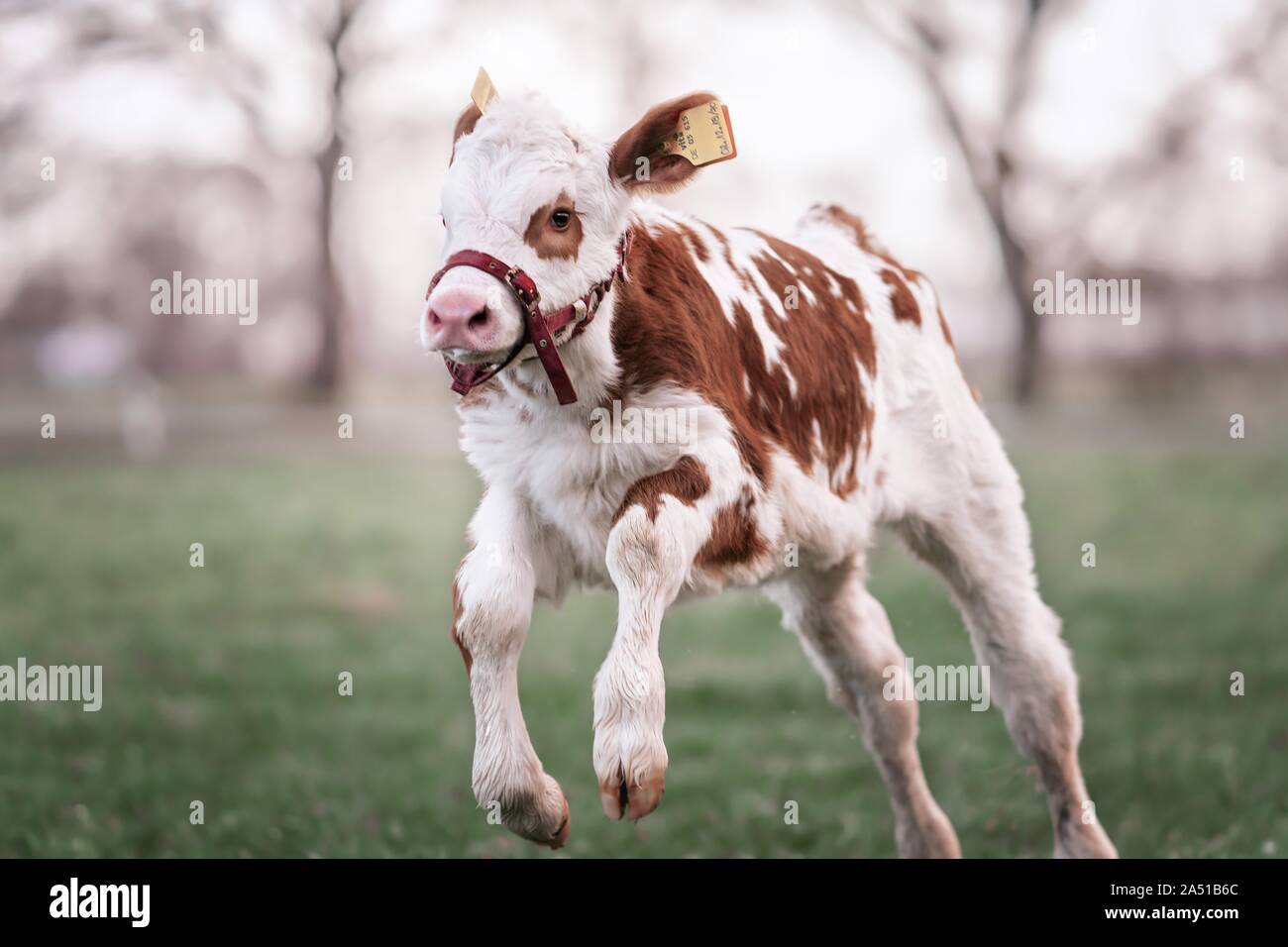 Fleckvieh cattle calf Stock Photo