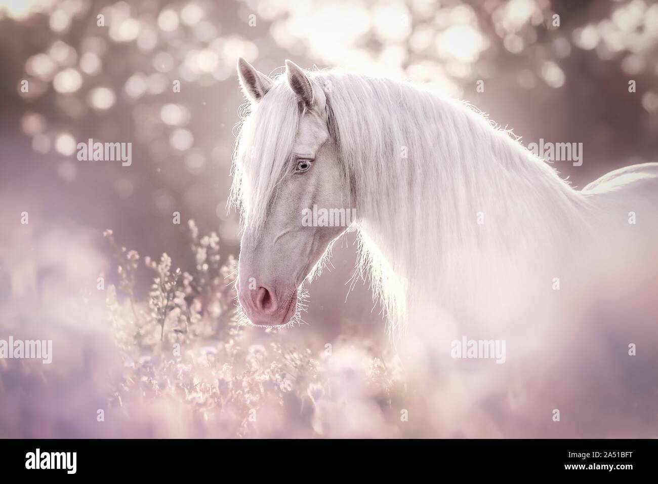 Pura Raza Espanola Stock Photo Alamy