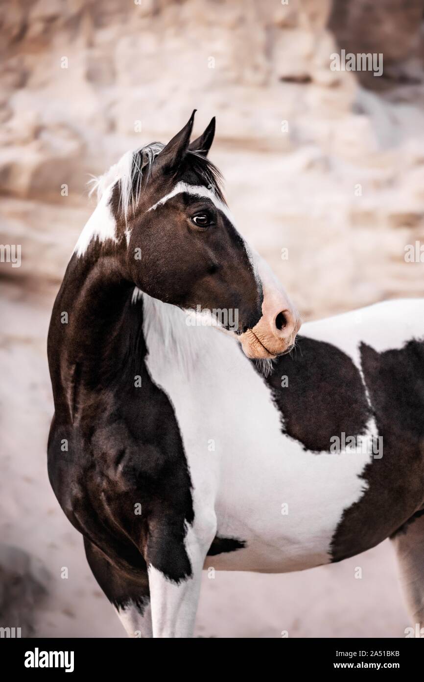 Paint Horse Stock Photo