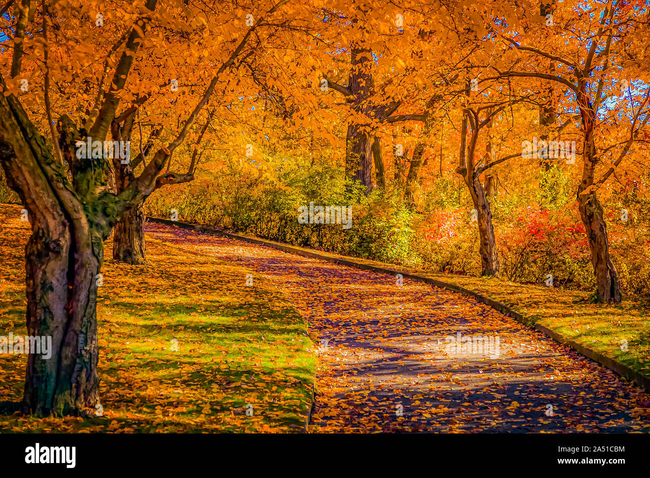 High Park, Toronto, Canada - The trees with bright orange leaves offer a  gorgeous landscape during the autumn season Stock Photo - Alamy